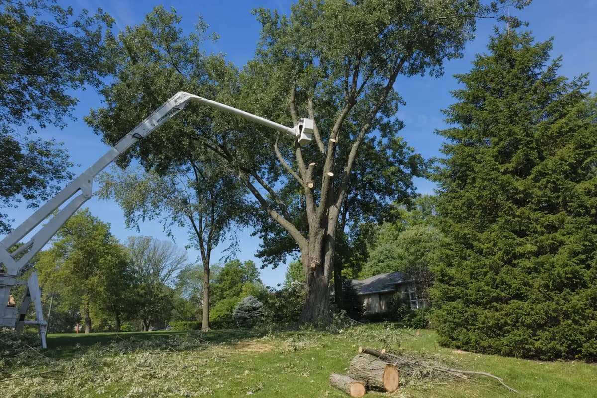 Arboricultural Pruning & Tree Care