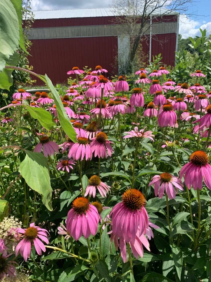 Purple coneflower pollinator garden