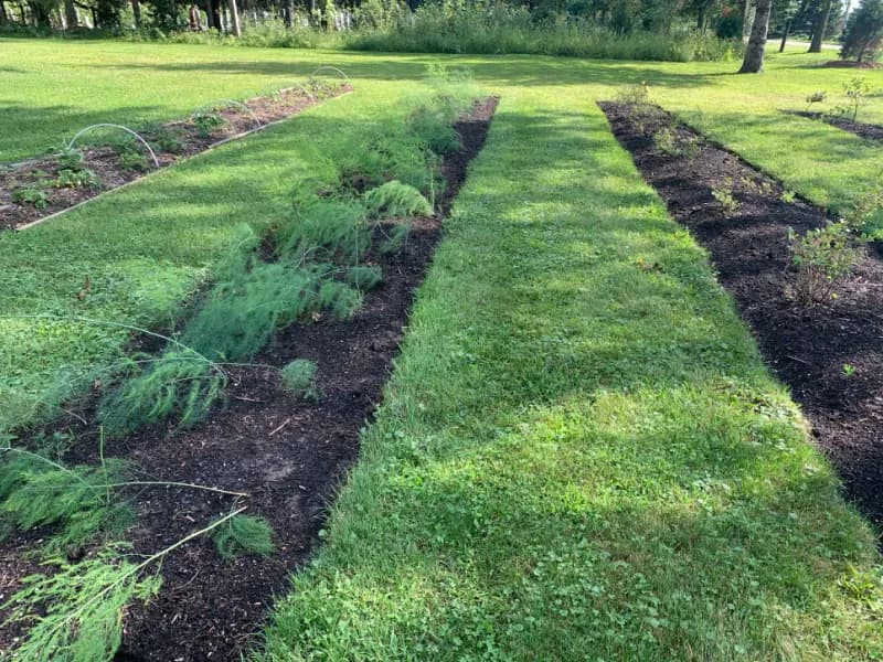 Edible garden rows with asparagus and planted beds