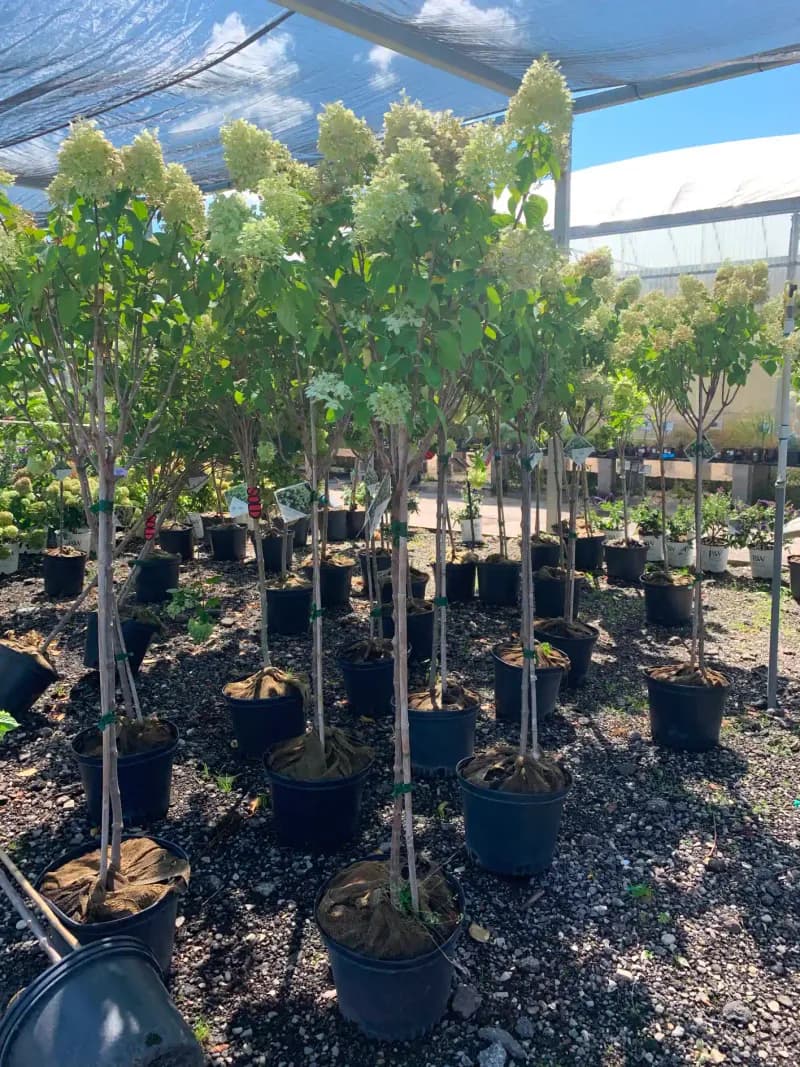 Nursery Stock & Plant Supply
