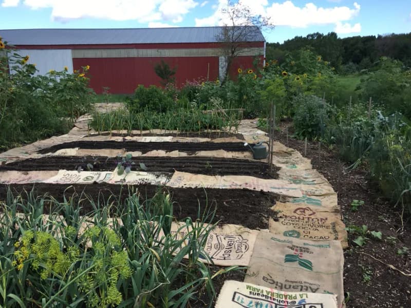 Permaculture garden with burlap paths